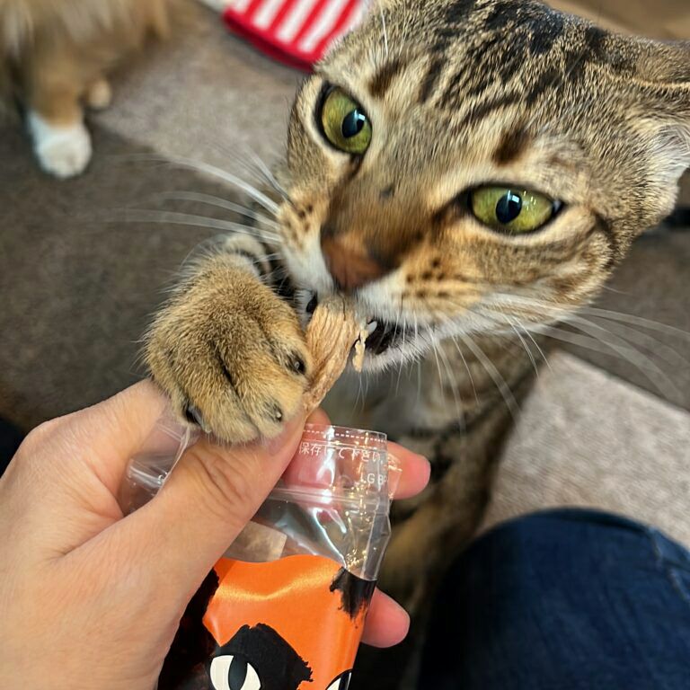 ドットにゃん 香りささみジャーキー（15g） | 猫の自然食 ドットにゃん