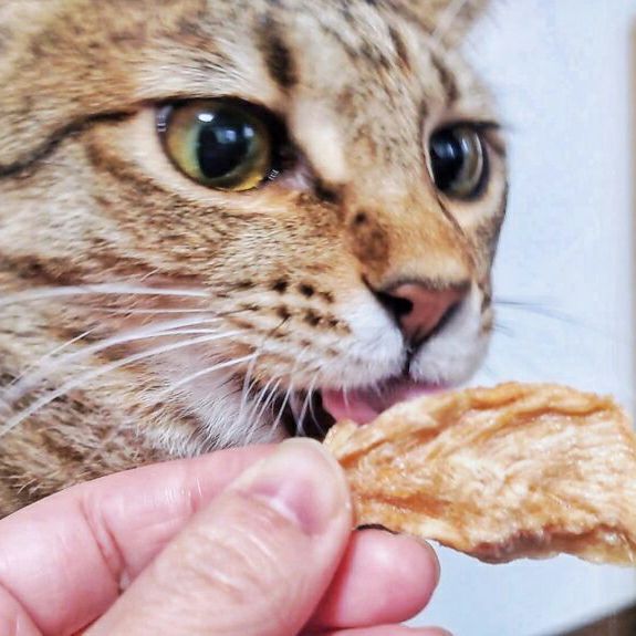 ドットにゃん 香りささみジャーキー（15g） | 猫の自然食 ドットにゃん